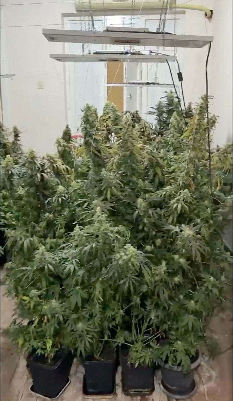 Saksıda kenevir yetiştiren şüpheli tutuklandı - Resim: 1