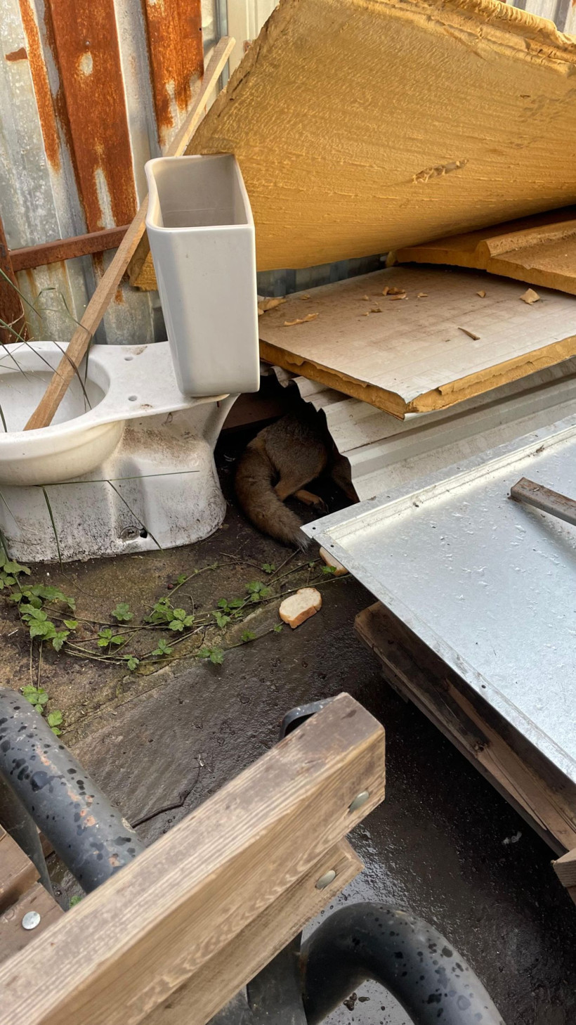 Yaralı tilki fabrikaya sığındı - Resim: 4