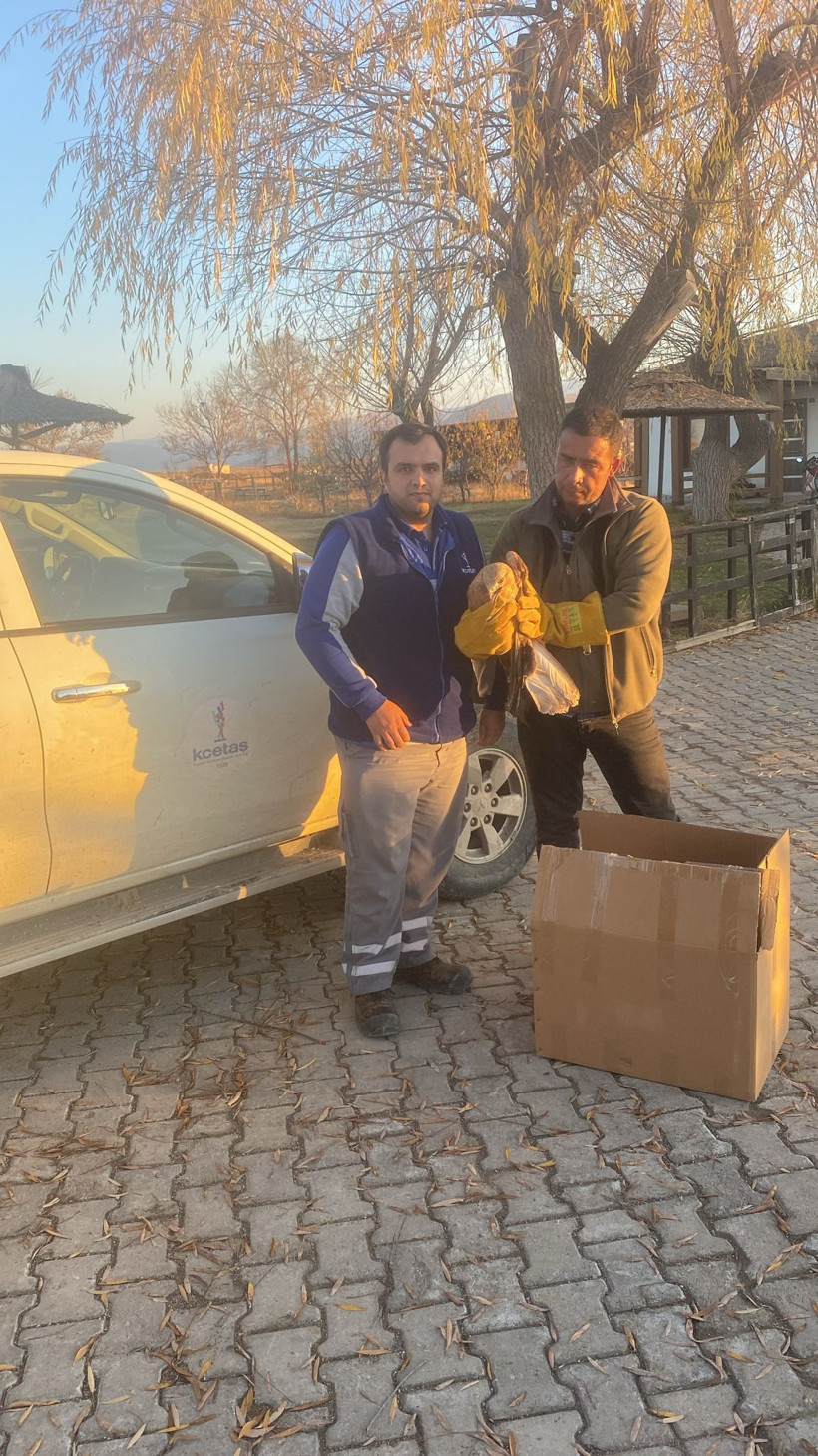 Yaralı halde bulunan kızıl şahin, tedaviye alındı - Resim: 3