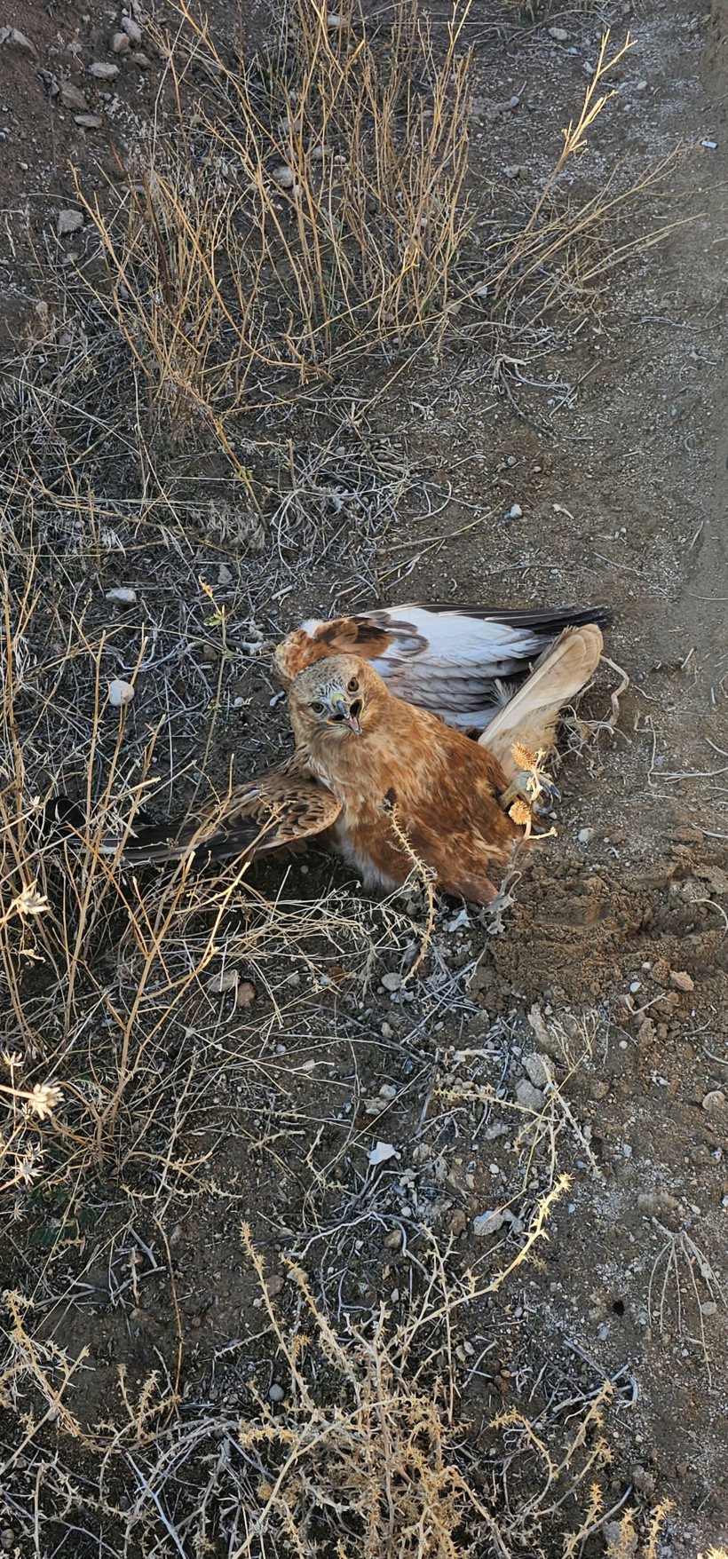 Yaralı halde bulunan kızıl şahin, tedaviye alındı - Resim: 1