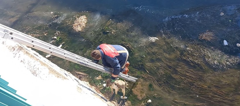 Yüksekova’da dereye düşen yavru köpeği itfaiye ekipleri kurtardı - Resim: 2
