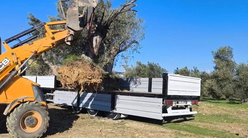 Zeytin ağacı taşıyacaklara önemli uyarı: "İzinsiz işleme ceza var" - Resim: 3