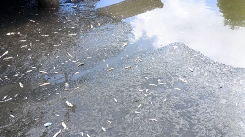 Yeşilırmak'ta balık ölümleri - Resim: 4