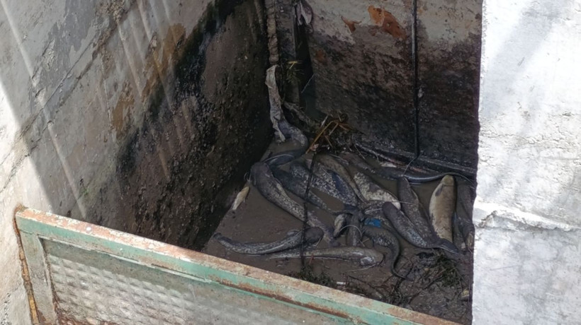 Yeşilırmak'ta balık ölümleri - Resim: 2