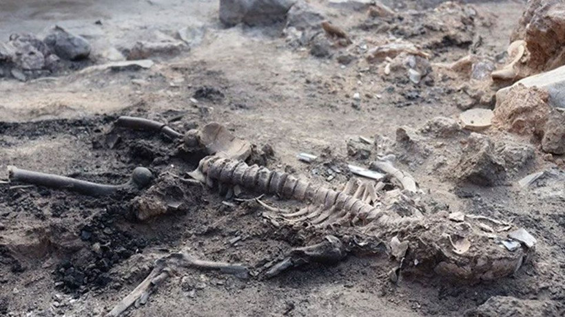 Kütahya'da bulundu! "Türkiye'de ilk ve tek örnek" - Fotoğraf: 5