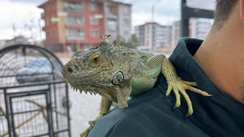 Konya'daki kuaför müşterilerini iguana ile tıraş ediyor - Fotoğraf: 2