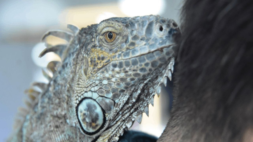 Konya'daki kuaför müşterilerini iguana ile tıraş ediyor - Fotoğraf: 3