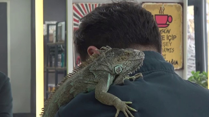 Konya'daki kuaför müşterilerini iguana ile tıraş ediyor - Fotoğraf: 6
