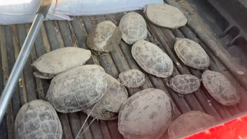 Şanlıurfa’da çamurda mahsur kalan 530 kaplumbağa baraj göletine bırakıldı - Fotoğraf: 5