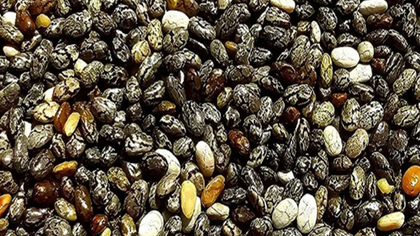 Bu tohum beyindeki açlık hissini durduruyor! Doktorunuza danışmadan tüketmeyin - Fotoğraf: 10