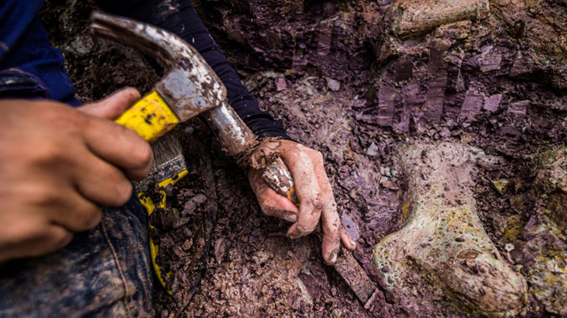 Dev dinozor türü keşfedildi! Bir kemiği bile insan boyunda - Fotoğraf: 2