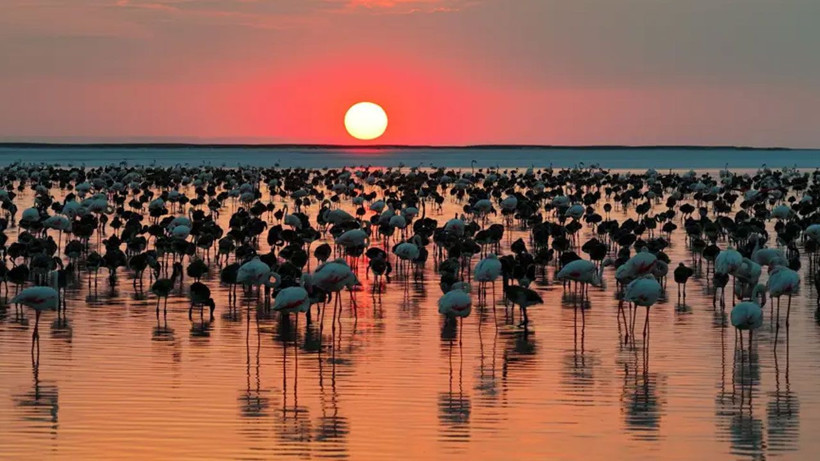 Tuz Gölü'nde flamingo sayısı arttı! Son beş yılın en yüksek sayısına ulaşıldı - Fotoğraf: 2