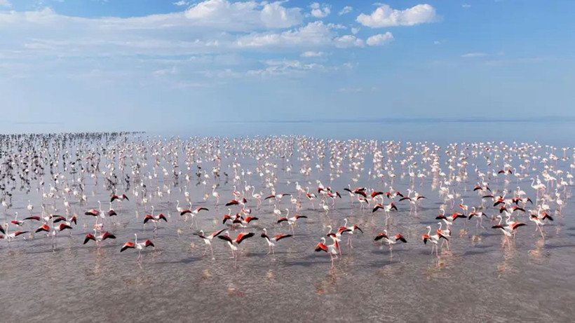 Tuz Gölü'nde flamingo sayısı arttı! Son beş yılın en yüksek sayısına ulaşıldı - Fotoğraf: 3