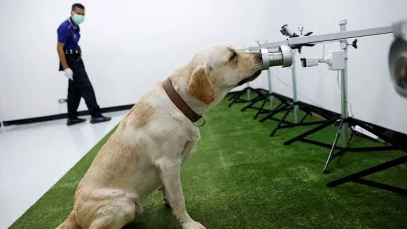 Kanser teşhisinde sıra dışı yöntem: Köpekler ve yapay zeka iş başında - Fotoğraf: 2