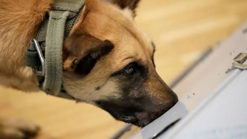 Kanser teşhisinde sıra dışı yöntem: Köpekler ve yapay zeka iş başında - Fotoğraf: 3