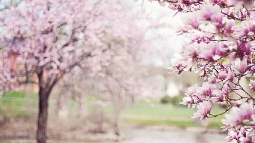 Mevsimsel alerjiyi kontrol altına almak mümkün! - Resim: 1