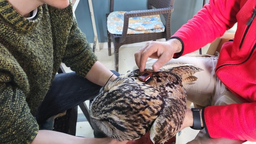 Doğadaki en büyük baykuşlardan puhu vericiyle takibe alındı - Resim: 2
