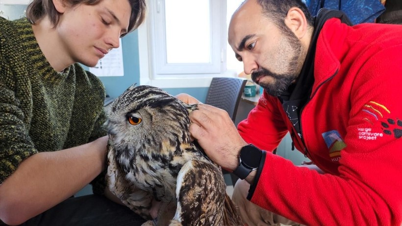 Doğadaki en büyük baykuşlardan puhu vericiyle takibe alındı - Resim: 4