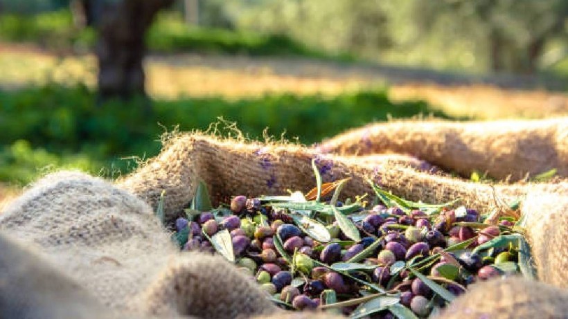 Eczanelerde bile bulamayacağınız bir ilaç; Zeytin çekirdeğini sakın çöpe atmayın - Resim: 4