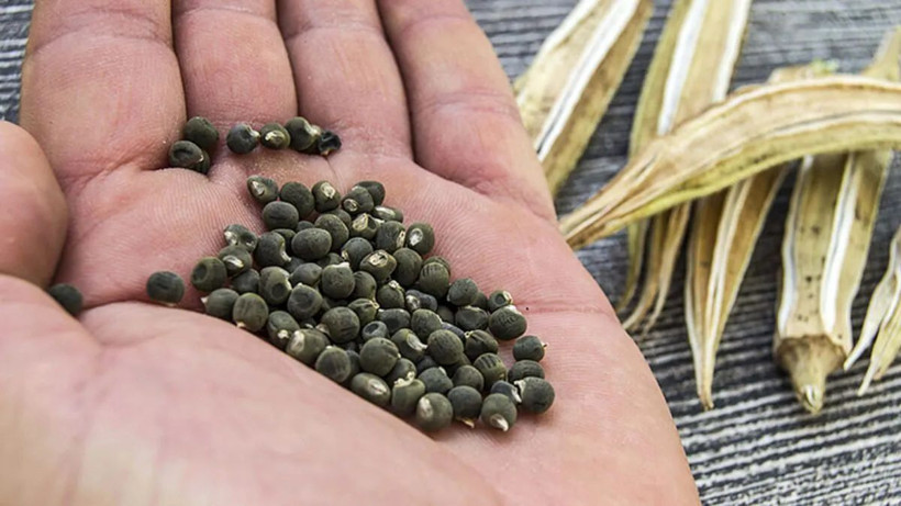 Halsizliği anında alan en etkili besin... - Resim: 3