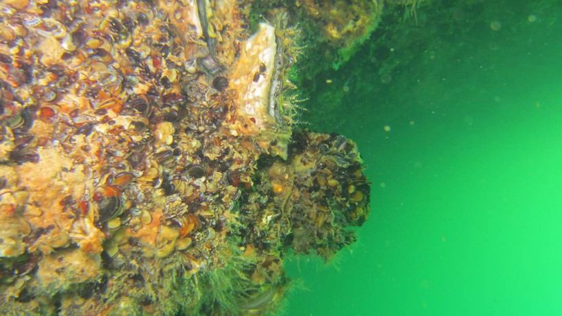 Karadeniz'de 'Pasifik istiridyesi' istilası - Resim: 1