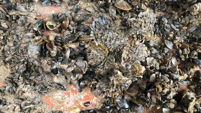 Karadeniz'de 'Pasifik istiridyesi' istilası - Resim: 4