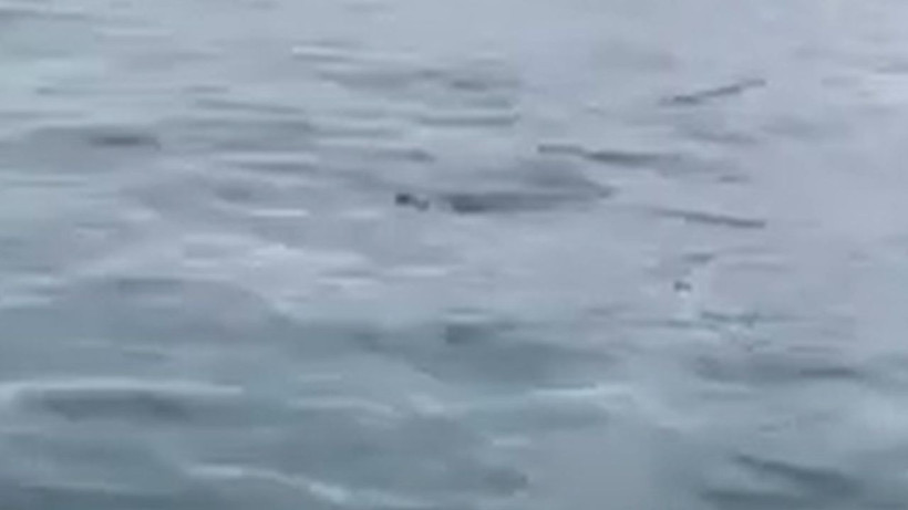 İstanbul Boğazı'nda böylesi ilk kez oldu; Bir görünüp bir kayboldu - Resim: 1