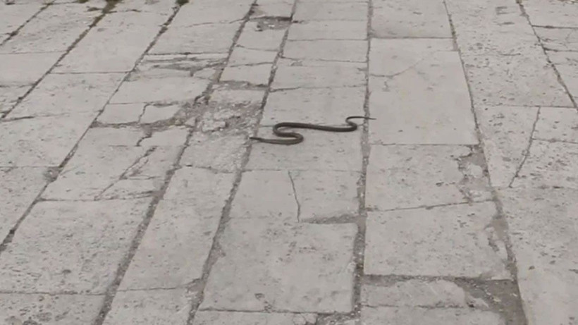 Yuvalarından çıktılar! İstila başladı; O ilimizde vatandaşlar diken üstünde - Resim: 2