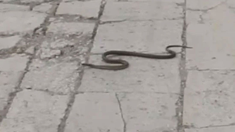 Yuvalarından çıktılar! İstila başladı; O ilimizde vatandaşlar diken üstünde - Resim: 3