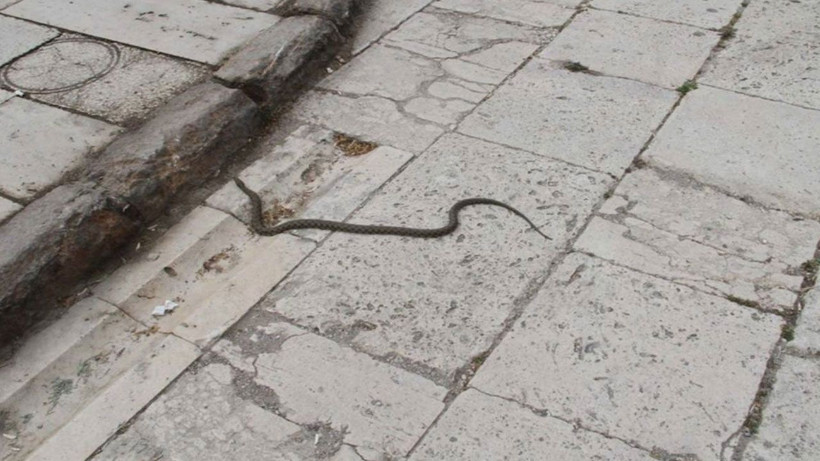 Yuvalarından çıktılar! İstila başladı; O ilimizde vatandaşlar diken üstünde - Resim: 4