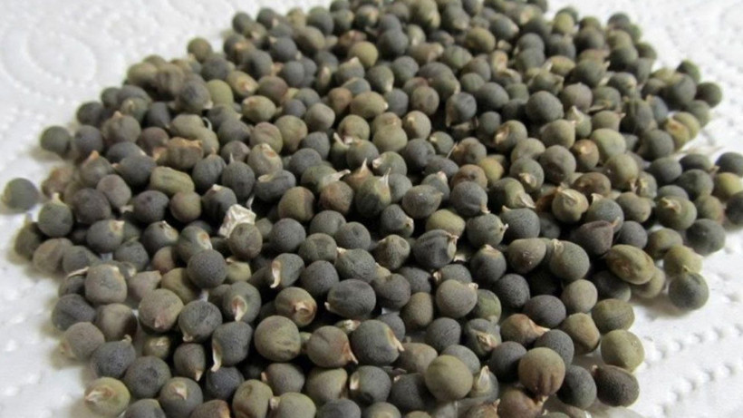 1 tutam tüketildiğinde inanılmaz faydası var; Bu mucize için geç kalmayın - Resim: 2