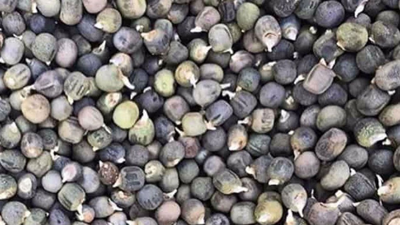 1 tutam tüketildiğinde inanılmaz faydası var; Bu mucize için geç kalmayın - Resim: 3