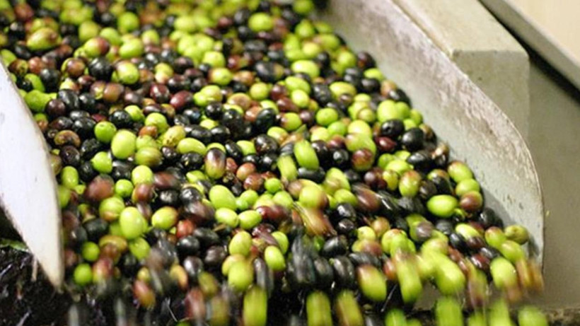 Zeytinin tuzu nasıl alınır? 4 yöntemde zeytin pamuk gibi oluyor! Ağızda acılık kalmıyor - Resim: 4