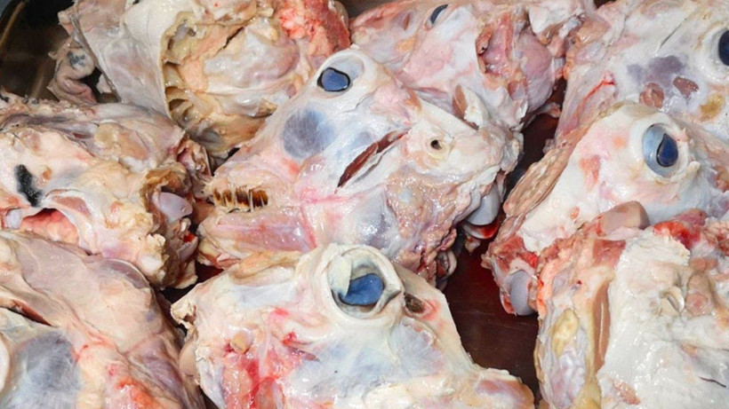 33 yıllık aşçı kelle paça çorbasının kokmasını önleyen püf noktayı açıkladı! Asla kokmuyor ve dağılmıyor - Resim: 3