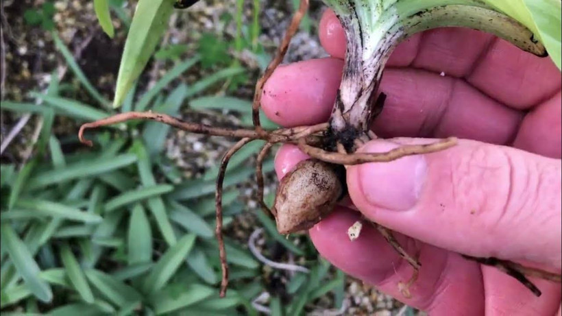 Yokluğa tövbe dedirtiyor! Tohumunu bulan zengin oluyor.. Pazar sorunu yok - Resim: 1