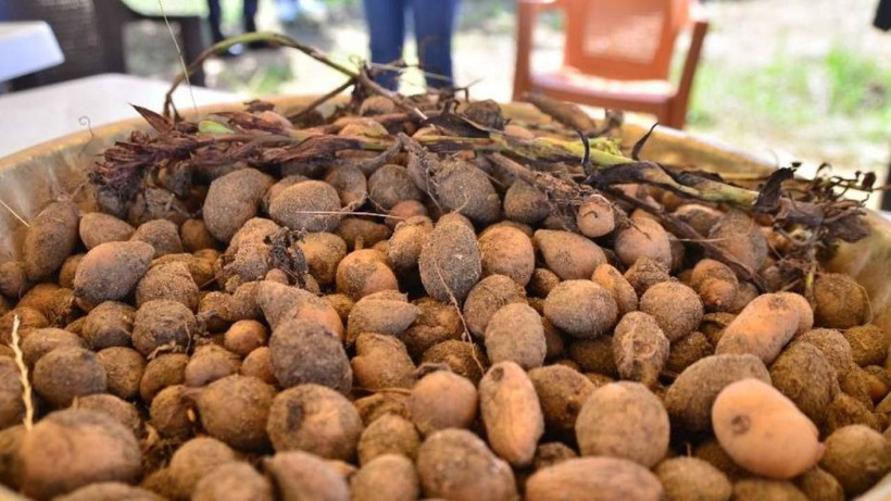 Yokluğa tövbe dedirtiyor! Tohumunu bulan zengin oluyor.. Pazar sorunu yok - Resim: 2