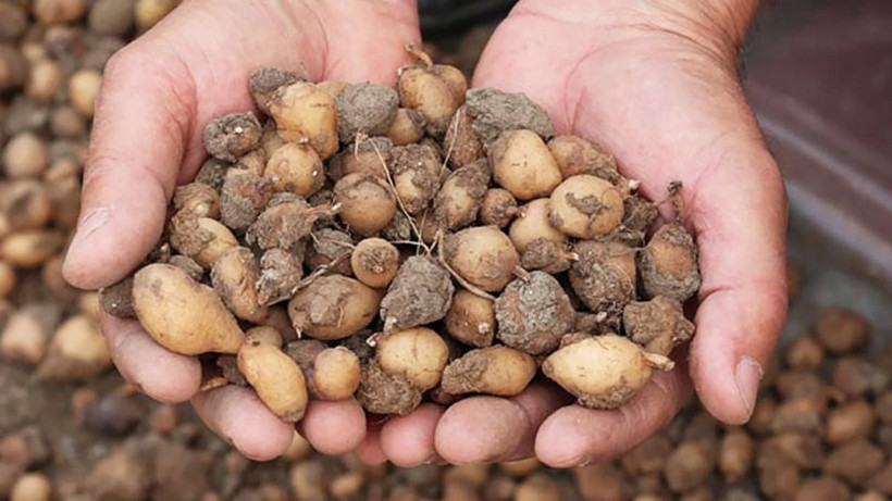 Yokluğa tövbe dedirtiyor! Tohumunu bulan zengin oluyor.. Pazar sorunu yok - Resim: 3