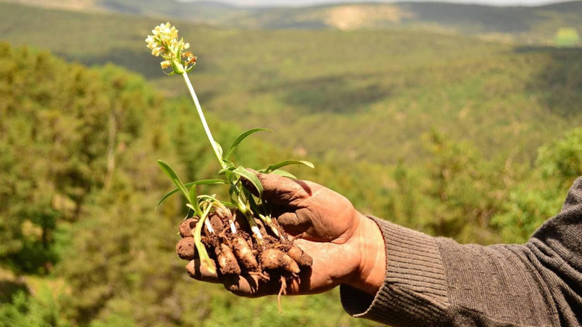 Yokluğa tövbe dedirtiyor! Tohumunu bulan zengin oluyor.. Pazar sorunu yok - Resim: 4