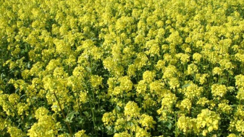 Etkisi beyne karınca gibi dağılıyor! İbn-i Sina'nın önerdiği tek baharat - Resim: 1