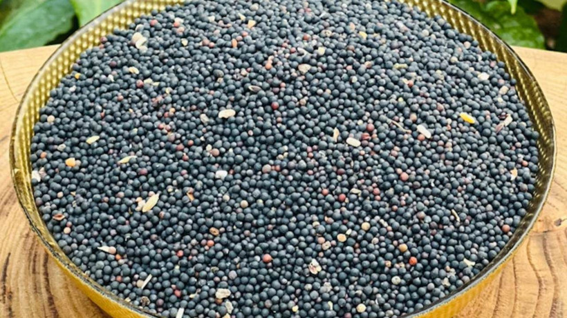 Etkisi beyne karınca gibi dağılıyor! İbn-i Sina'nın önerdiği tek baharat - Resim: 2