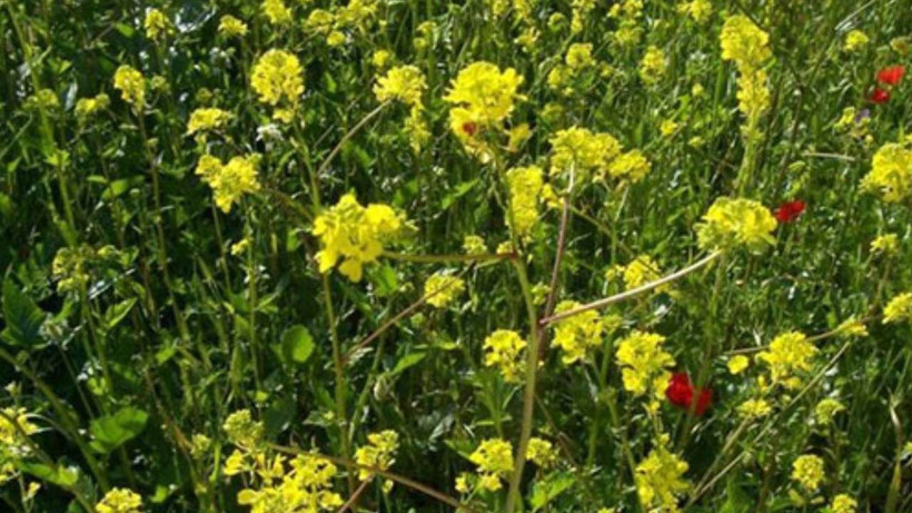Etkisi beyne karınca gibi dağılıyor! İbn-i Sina'nın önerdiği tek baharat - Resim: 3