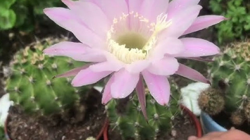 Evi çiçek bahçesine döndüren kür – sadece bir bardak dökün yeter; - Resim: 3