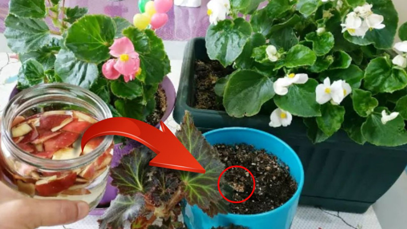 Evi çiçek bahçesine döndüren kür – sadece bir bardak dökün yeter; - Resim: 1