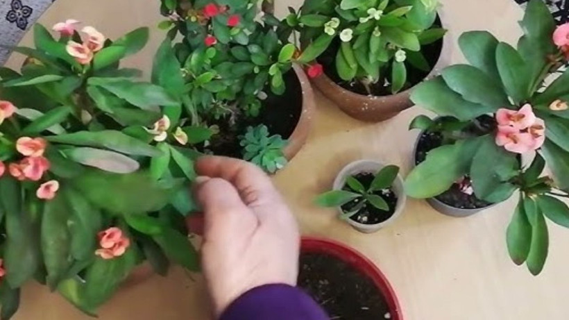 Evi çiçek bahçesine döndüren kür – sadece bir bardak dökün yeter; - Resim: 4