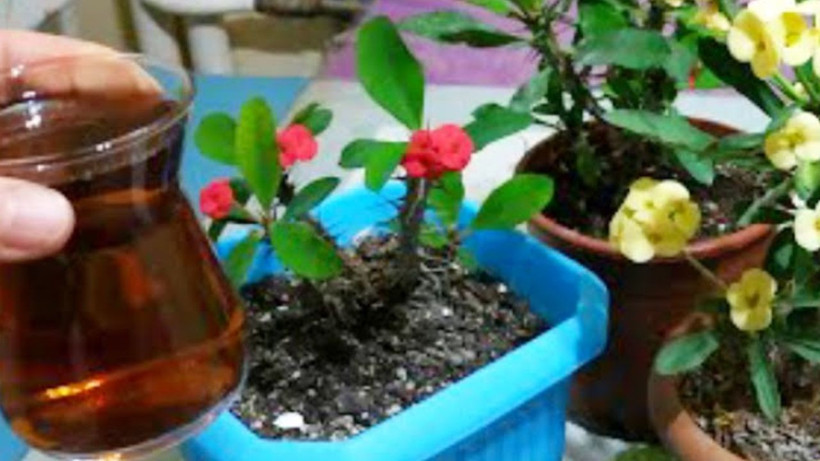 Evi çiçek bahçesine döndüren kür – sadece bir bardak dökün yeter; - Resim: 2