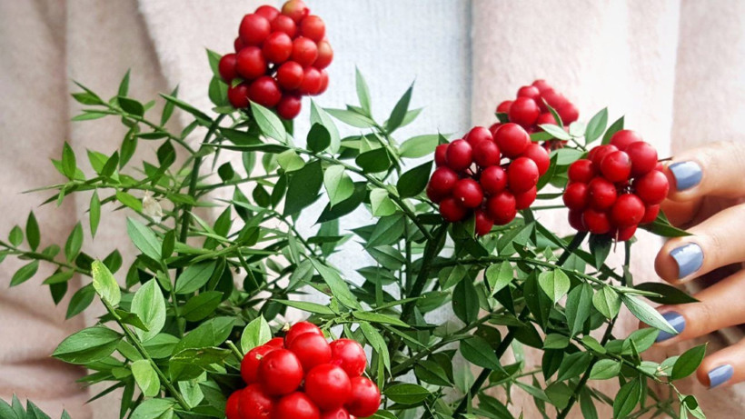 Şans vereni, mutluluk getireni var ama bu çiçeğin ev sahibi yaptığına inanılıyor! Çiçekçilerde sıra oluştu - Resim: 1