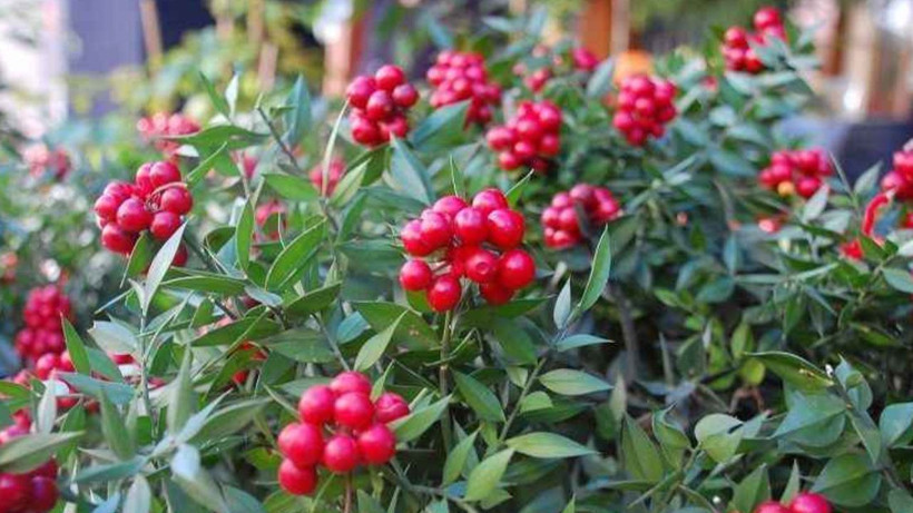 Şans vereni, mutluluk getireni var ama bu çiçeğin ev sahibi yaptığına inanılıyor! Çiçekçilerde sıra oluştu - Resim: 2