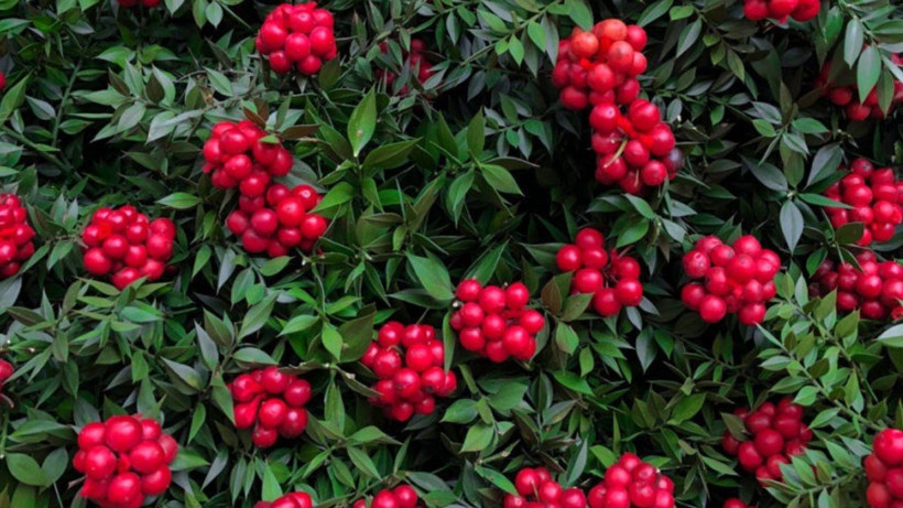 Şans vereni, mutluluk getireni var ama bu çiçeğin ev sahibi yaptığına inanılıyor! Çiçekçilerde sıra oluştu - Resim: 3