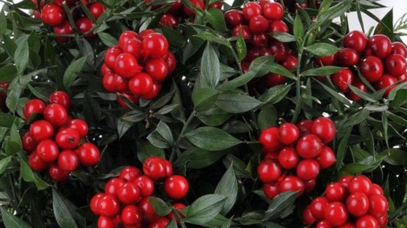 Şans vereni, mutluluk getireni var ama bu çiçeğin ev sahibi yaptığına inanılıyor! Çiçekçilerde sıra oluştu - Resim: 4