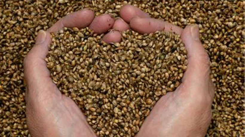 İbn-i Sina asırlar önce tavsiye etti! Değeri yeni anlaşılıyor - Kemoterapi tedavisinin şiddetini önlüyor - Resim: 1